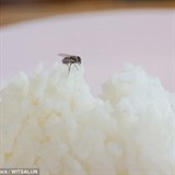 Mouchy jsou schopn jdlo infikovat bhem vteiny.