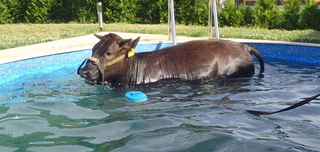 Kráva si uila bazén.