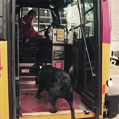 Fenku Eclipse znaj na autobusov lince D v Seattlu vichni idii.