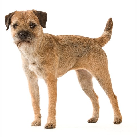 Border Terrier