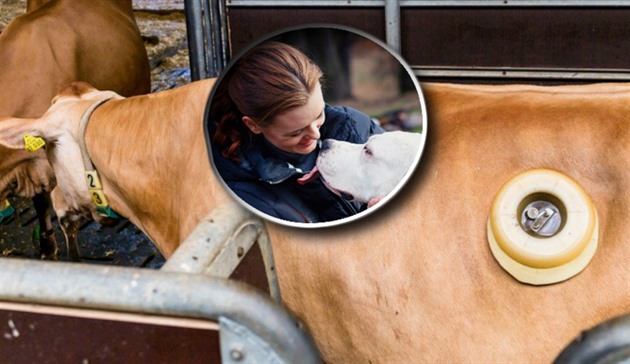 Na téma dravých krav se Expresu vyjádila i mladá ochránkyn zvíat.