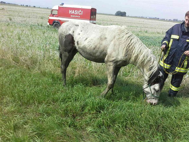 Hasii zachránili v Biskupicích kon, který se v potoce zadníma nohama zaboil...