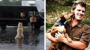 UPS Dogs jsou hitem. UPS Dogs jsou hitem.