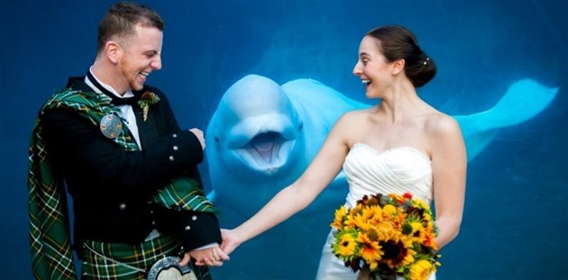 Originální svatební fotografie s delfínem
