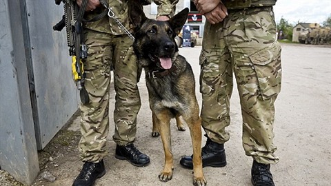 Bristské speciální jednotky SAS nasazují do akce belgické ováky malinois.