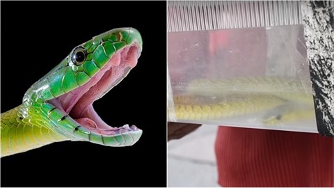 Po odchytu mamby zelené se zoo dostala do konfliktu s herpetologem. Po odchytu mamby zelené se zoo dostala do konfliktu s herpetologem.
