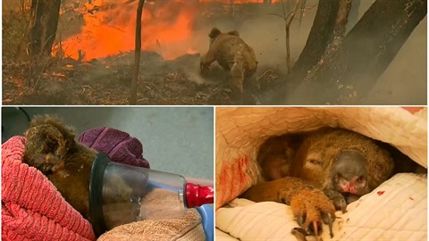 Koala Lewis musel být uspán. Koala Lewis musel být uspán.