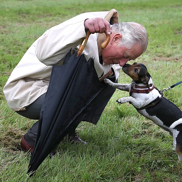 Král Karel III. je velký milovník psů