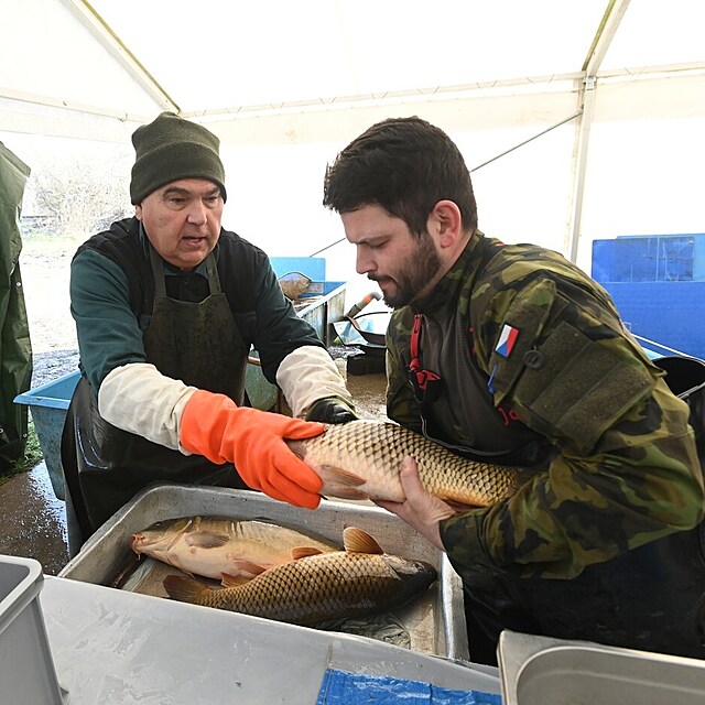 Prodej vánočních kaprů