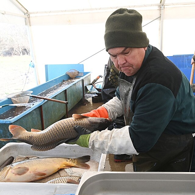 Prodej vánočních kaprů