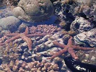 Lo ekolog poniila tém sto tvereních metr korálového útesu. Ilustrarní foto