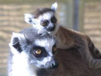Malý lemur objevuje svt
