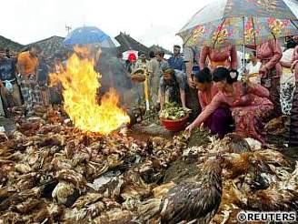 V Indonésii vybíjejí nakaenou drbe
