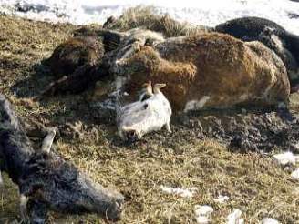 Uhynulé krávy v Pkovicích