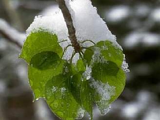 Dokud neroztaje poslední sníh, nepijde do hor léto, íká se v Krkonoích.