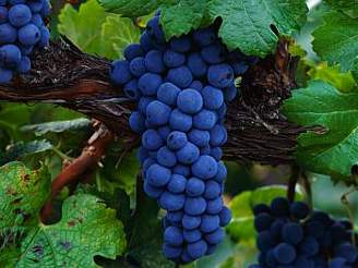Vtinu vinic v údolí eky Duero ovládá odrda Tinto Fino.