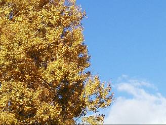 Pravý podzim pijde podle meteorolog a v listopadu. Ilustraní foto.