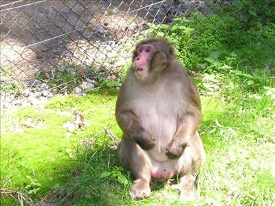 Vdci klonovali embryo z buky desetiletého makaka. Ilustraní foto.