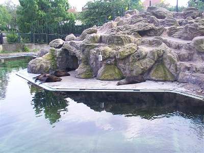 Liberecké zoo se snaí vymyslet, jak zabránit úmrtím lachtan. Ilustraní foto