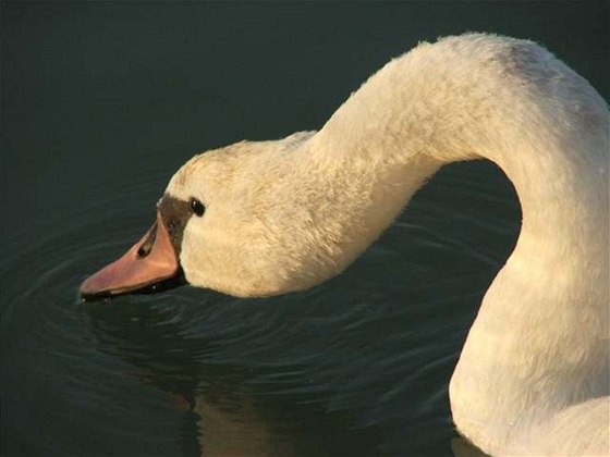 Ji sedmá nakaená labu byla nalezena v Týn nad Vltavou. Ilustraní foto