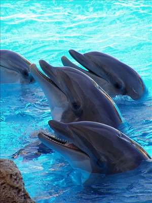 Delfíni mohli doprovázet zranného druha a patn se ve vod zorientovali. Ilustraní foto.