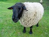 Britská charitativní organizace v Nizozemsku vyuívala k reklam ovce. Ilustraní foto.