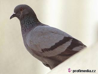 Ministr zemdlství zakázal mimo jiné i závody holub. Ilustraní foto.