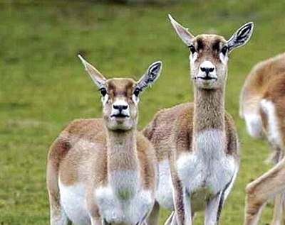 V únoru dostal Khán jeden rok za zastelení dvou antilop jeleních.