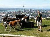 Krávy nad Aucklandem