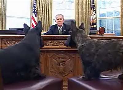 Psi Barney a Beazley u prezidenta Bushe v Oválné pracovn.