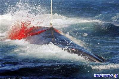 Japonským velrybám se podailo kytovce ulovit.