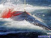 Ekologové ji desetiletí bojují proti japonským velrybám. Ilustraní foto.