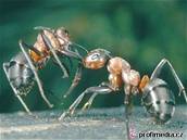Mravenci se uí tak, e nezkuený následuje toho zkuenjího. Ilustraní foto.