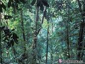 Vzácných strom v amazonském detném pralese ubývá.