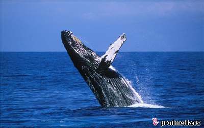 Velryba keporkak podle vdc pouívá pi zpvu gramatiku. Ilustraní foto.