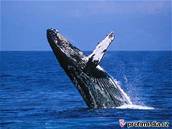 Sráky lodí s velrybami jsou v dané oblasti asté. Ilustraní foto.
