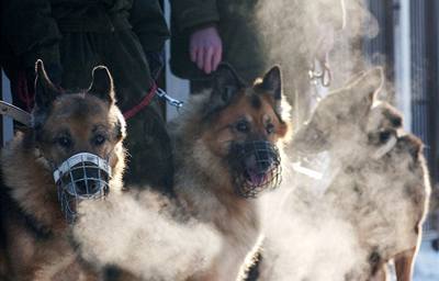 Zájemci si mohou psy prohlédnout na základn v Grabtejn.