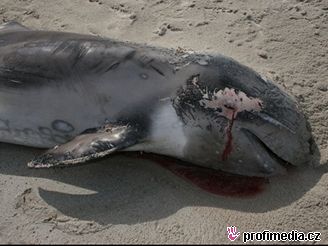 tyicet mrtvých delfín leelo na australské plái. Ilustraní foto.