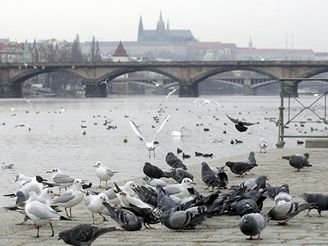 Ptci, pta chipka. Ilustran foto