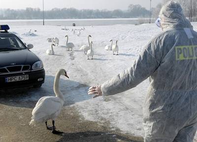 Poláci zaznamenali virus H5N1 u dvou labutí.