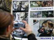 Demonstrace ochránc zvíat v Bukureti proti zabíjení voln ijících ps