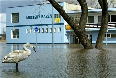 Labu u mstského bazénu v Lovosicích 3. dubna 2006