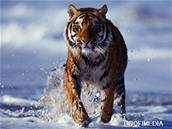 Tygr ve volné pírod je na drsné chování zvyklý. Ilustraní foto