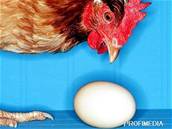 slepice - vejce - ilustraní foto