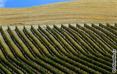 Vinice v oblasti Montalcino rodí hrozny pro jedny z nejlepích italských vín.