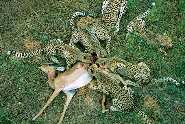 Rodinná smeka gepard hoduje na ulovené impale