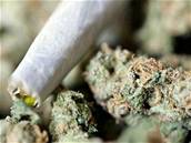 Marihuana patí mezi nejoblíbenjí drogy v esku. Ilustraní foto