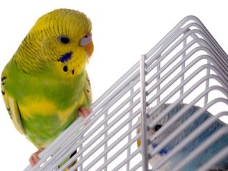 Papouek, andulka - ilustraní foto