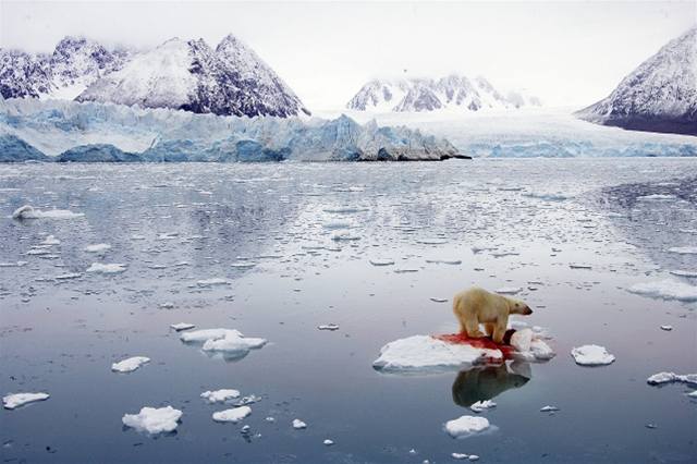 Pal Hermansen: Polar bear, Svalbard