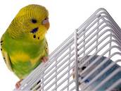 Papouek, andulka - ilustraní foto